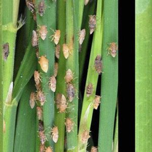 uploads/images/pest/bph paddy.jpg